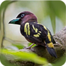 老司机“在线开车”网APP应用